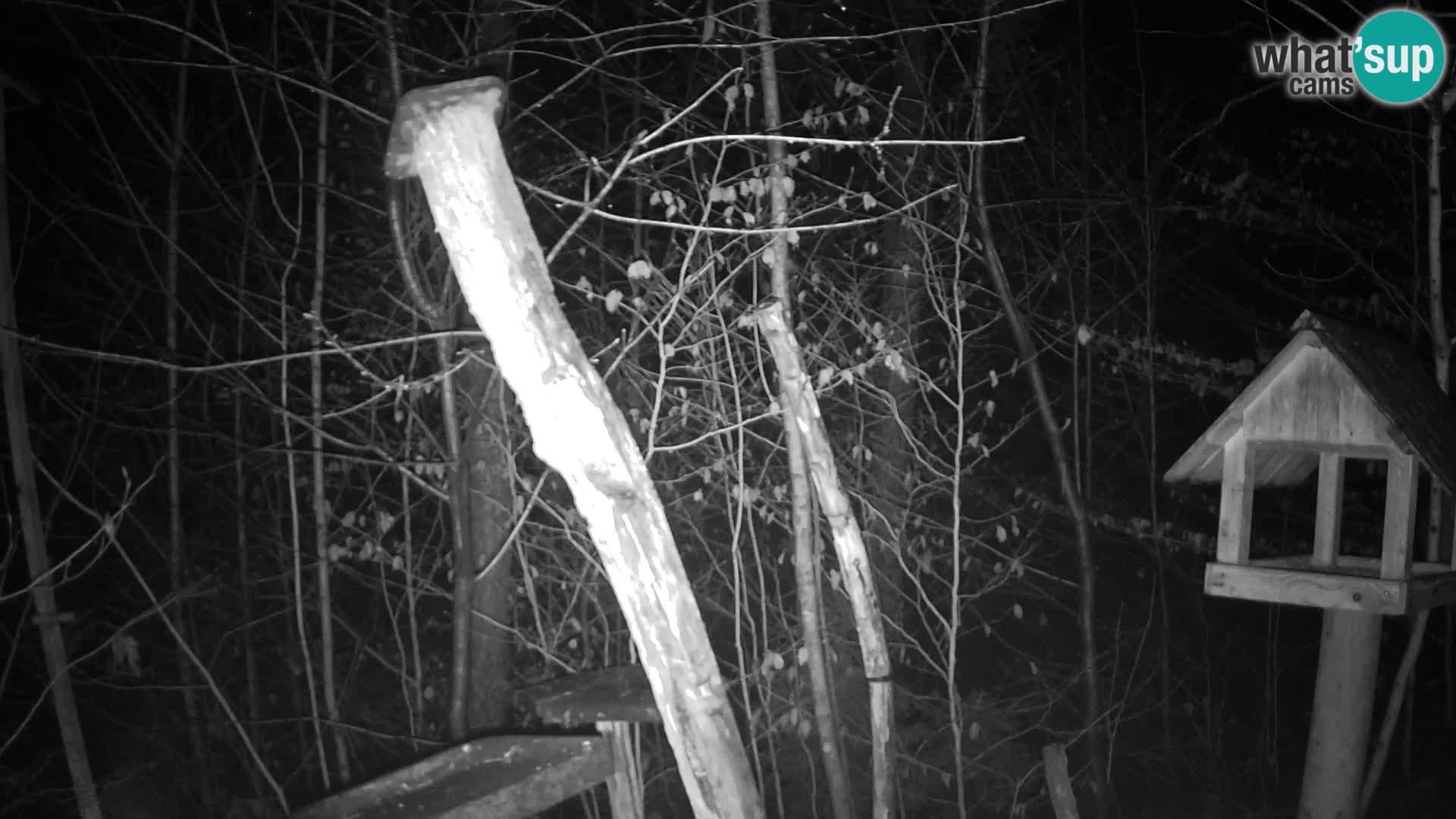 Mangeoires pour oiseaux au ZOO live webcam Ljubljana