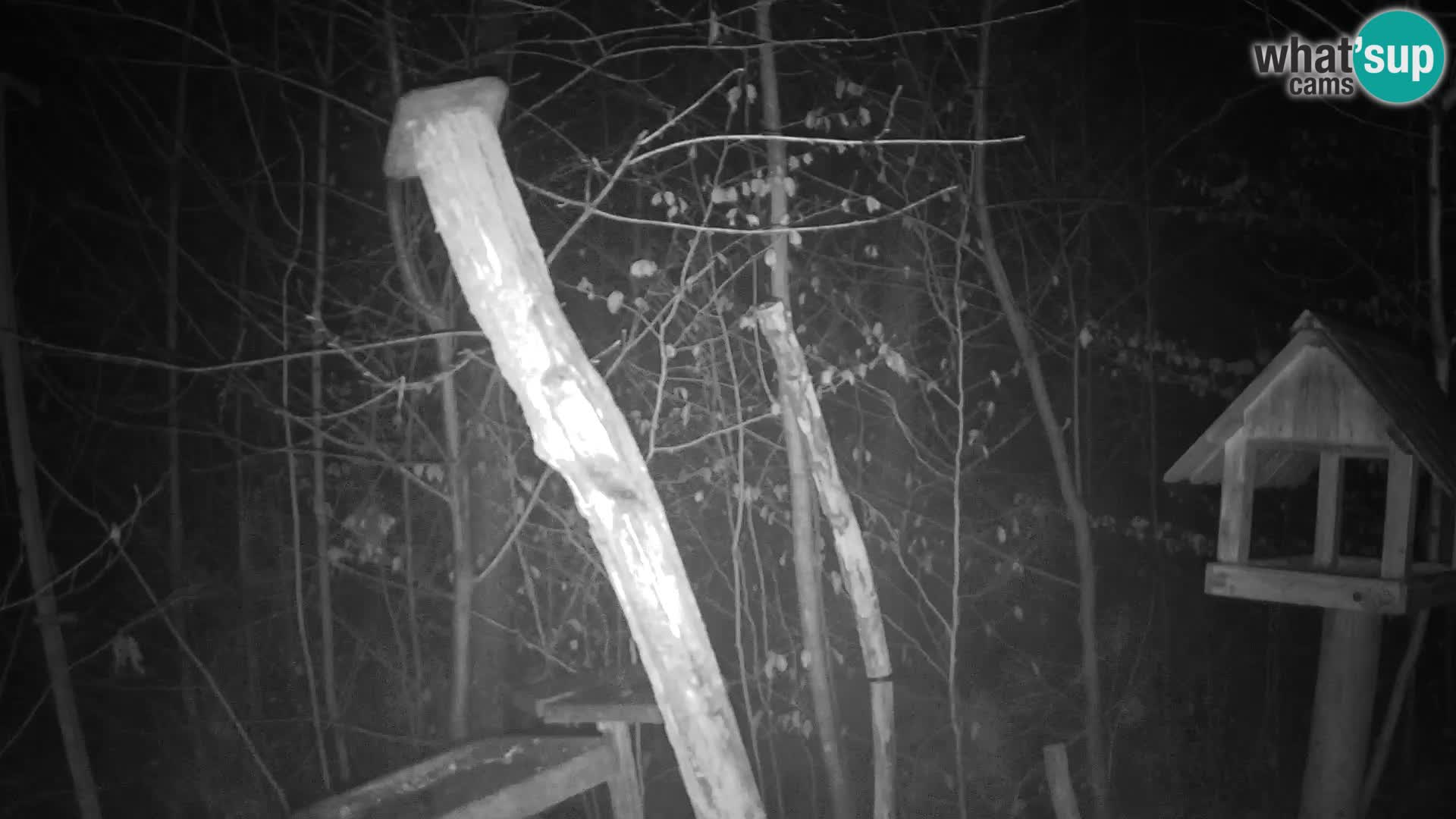 Mangeoires pour oiseaux au ZOO live webcam Ljubljana