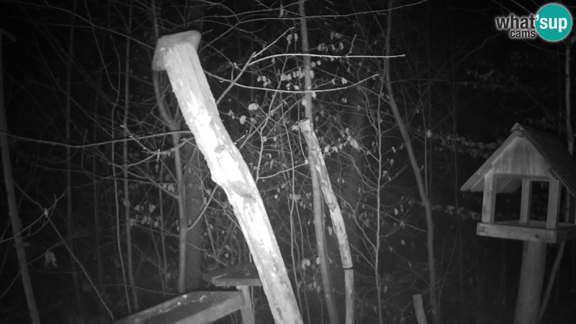 Bird feeders at ZOO Ljubljana webcam