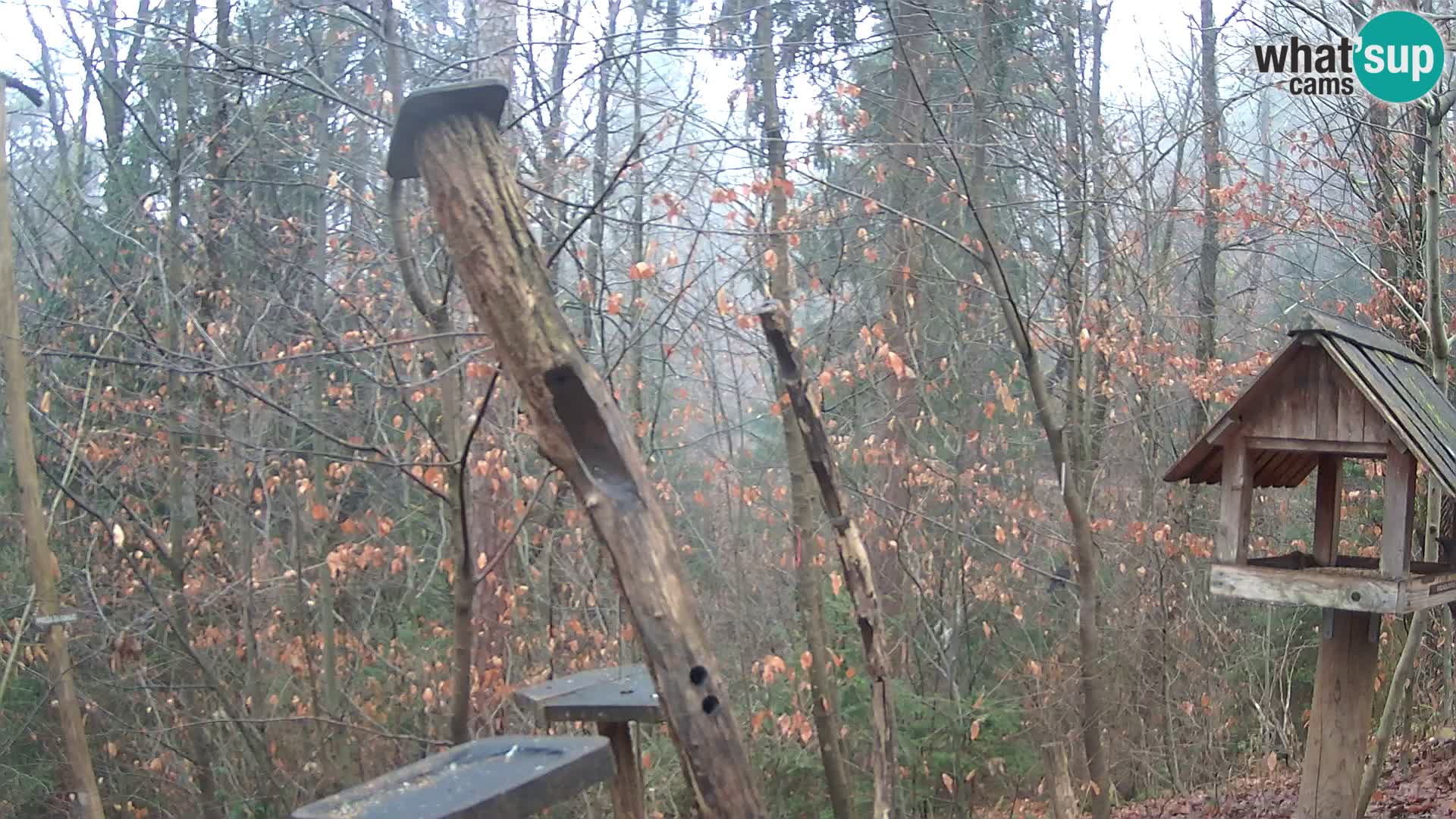 Krmilnice za ptiče v ZOO Ljubljana spletna kamera