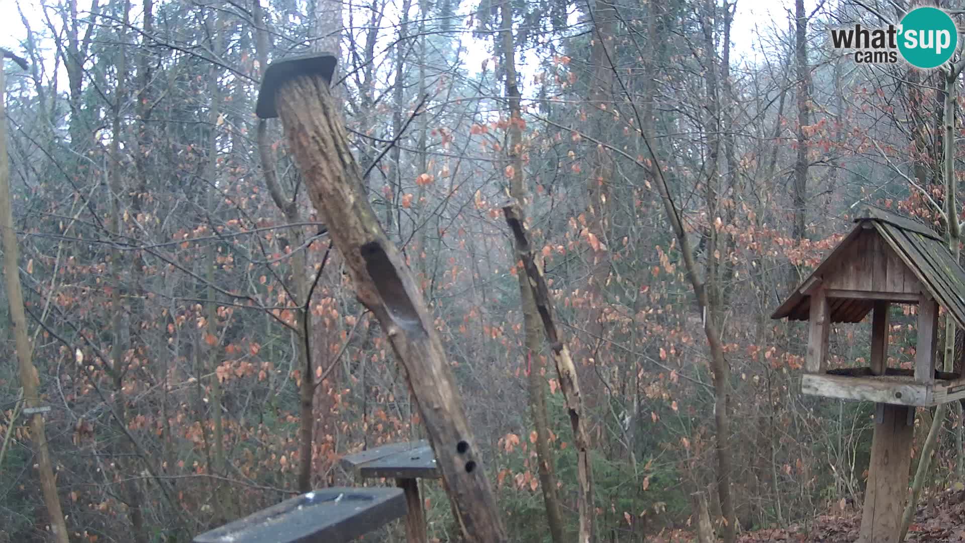 Comederos para pájaros en ZOO Ljubljana camera en vivo