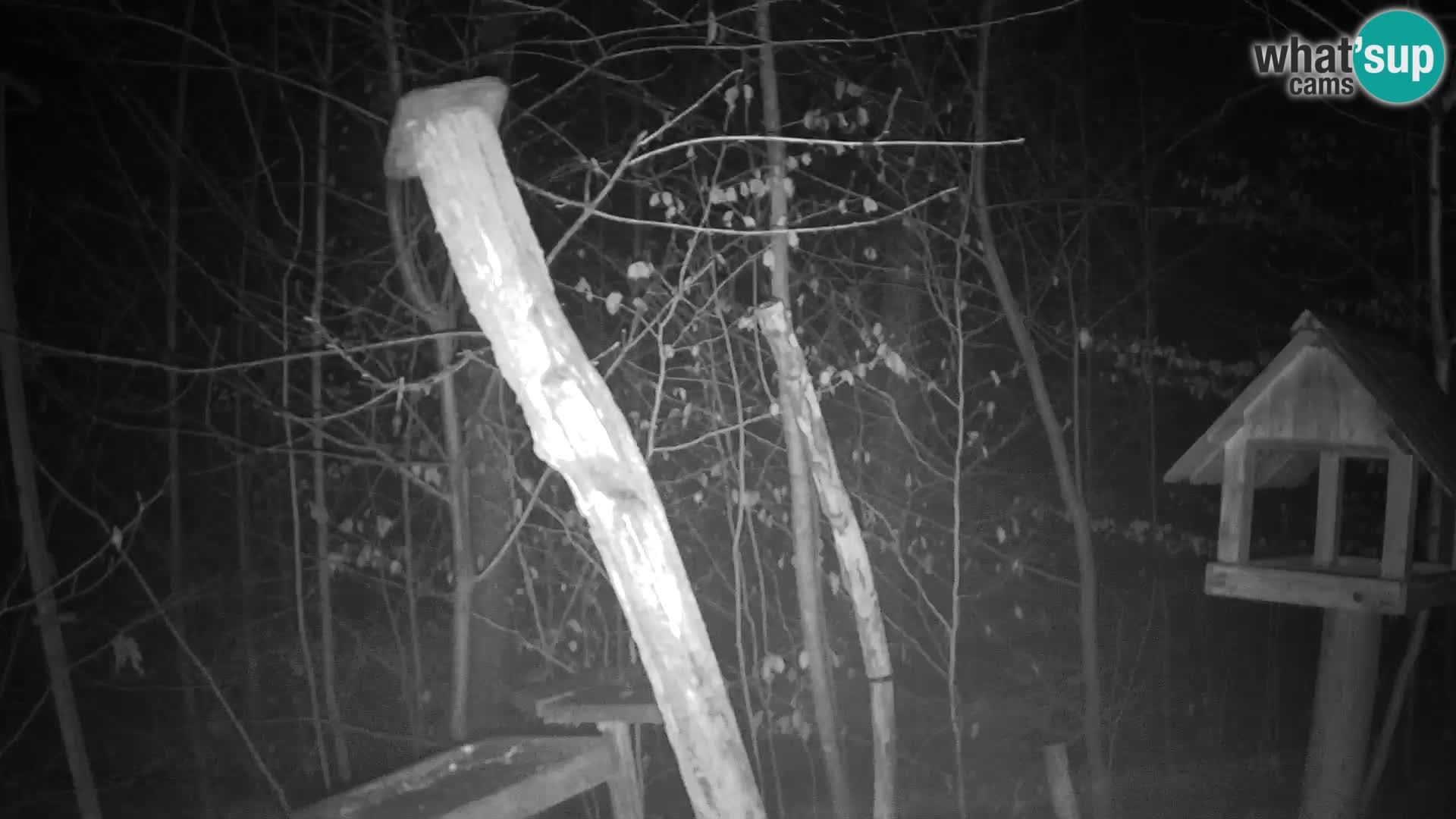 Mangiatoie per uccelli allo ZOO di Lubiana livecam