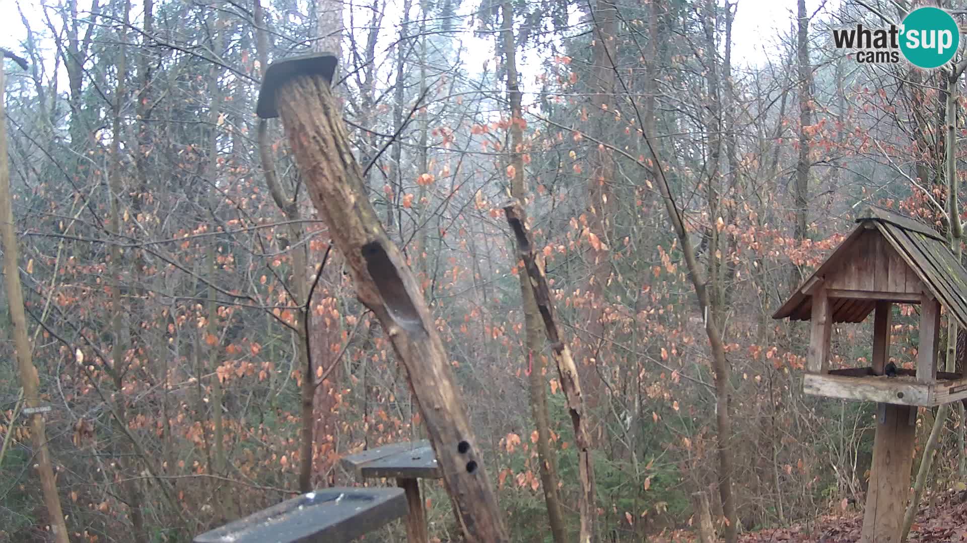 Vogelfutterhäuschen im ZOO webcam Ljubljana