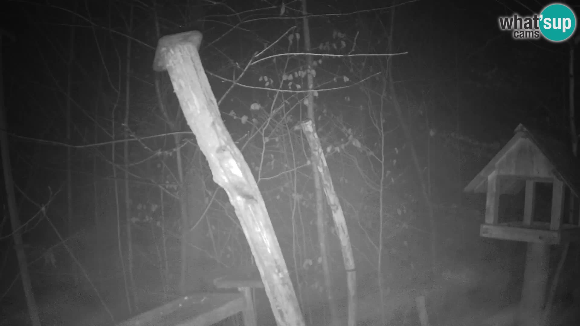 Mangiatoie per uccelli allo ZOO di Lubiana livecam