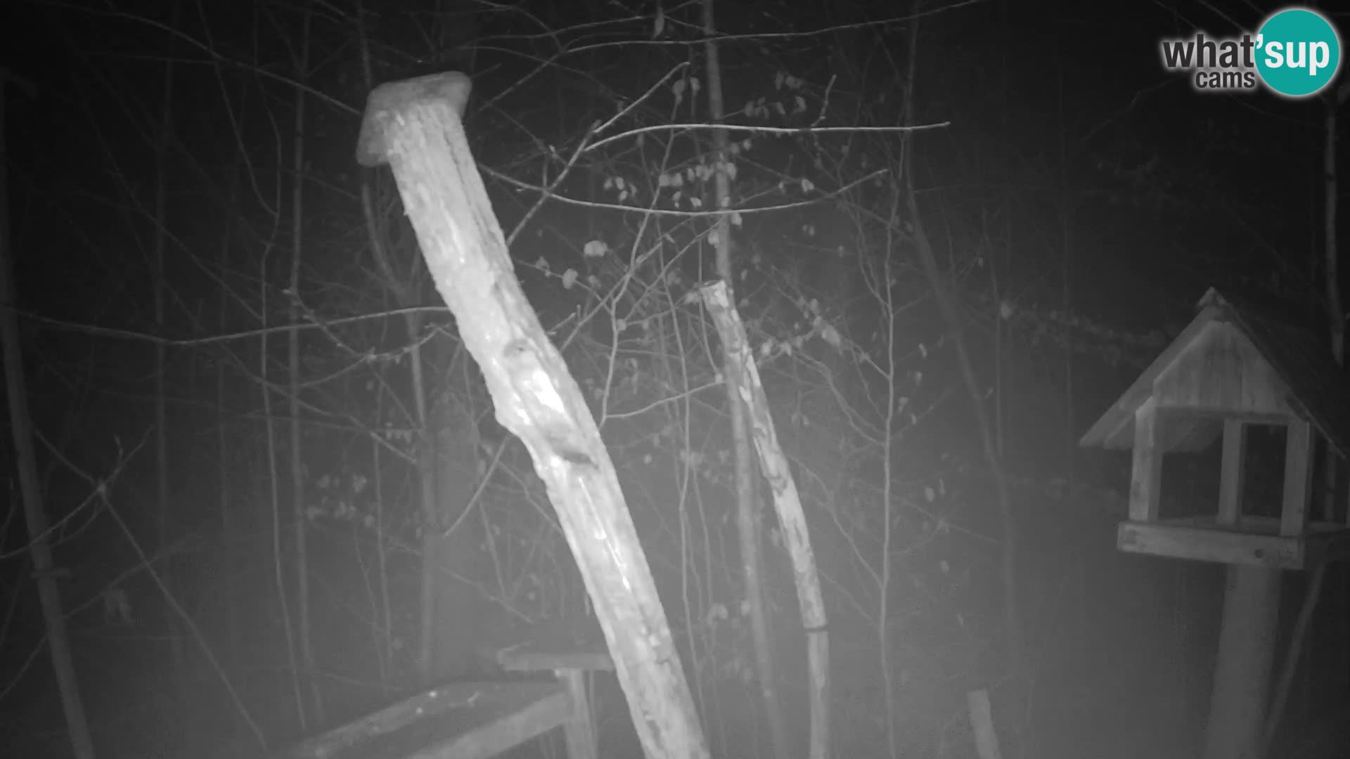 Vogelfutterhäuschen im ZOO webcam Ljubljana