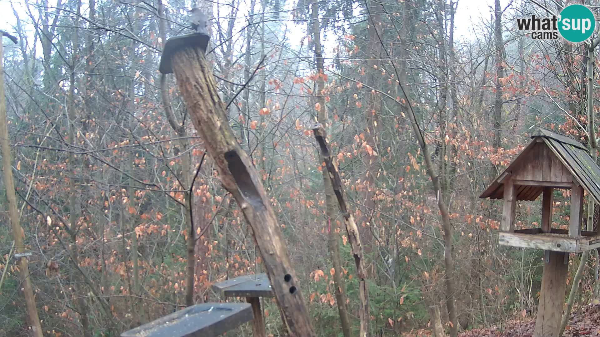 Krmilnice za ptiče v ZOO Ljubljana spletna kamera