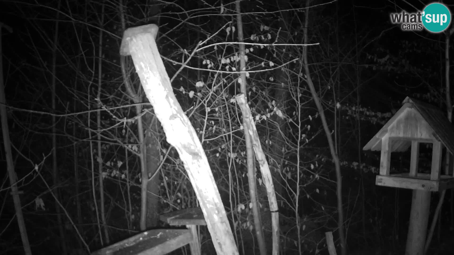 Mangiatoie per uccelli allo ZOO di Lubiana livecam