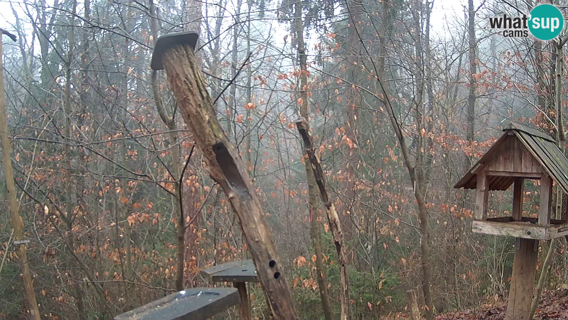 Hranilice za ptice u ZOO web kamera Ljubljana