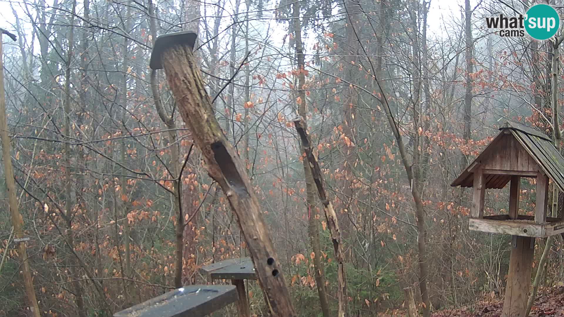 Mangeoires pour oiseaux au ZOO live webcam Ljubljana