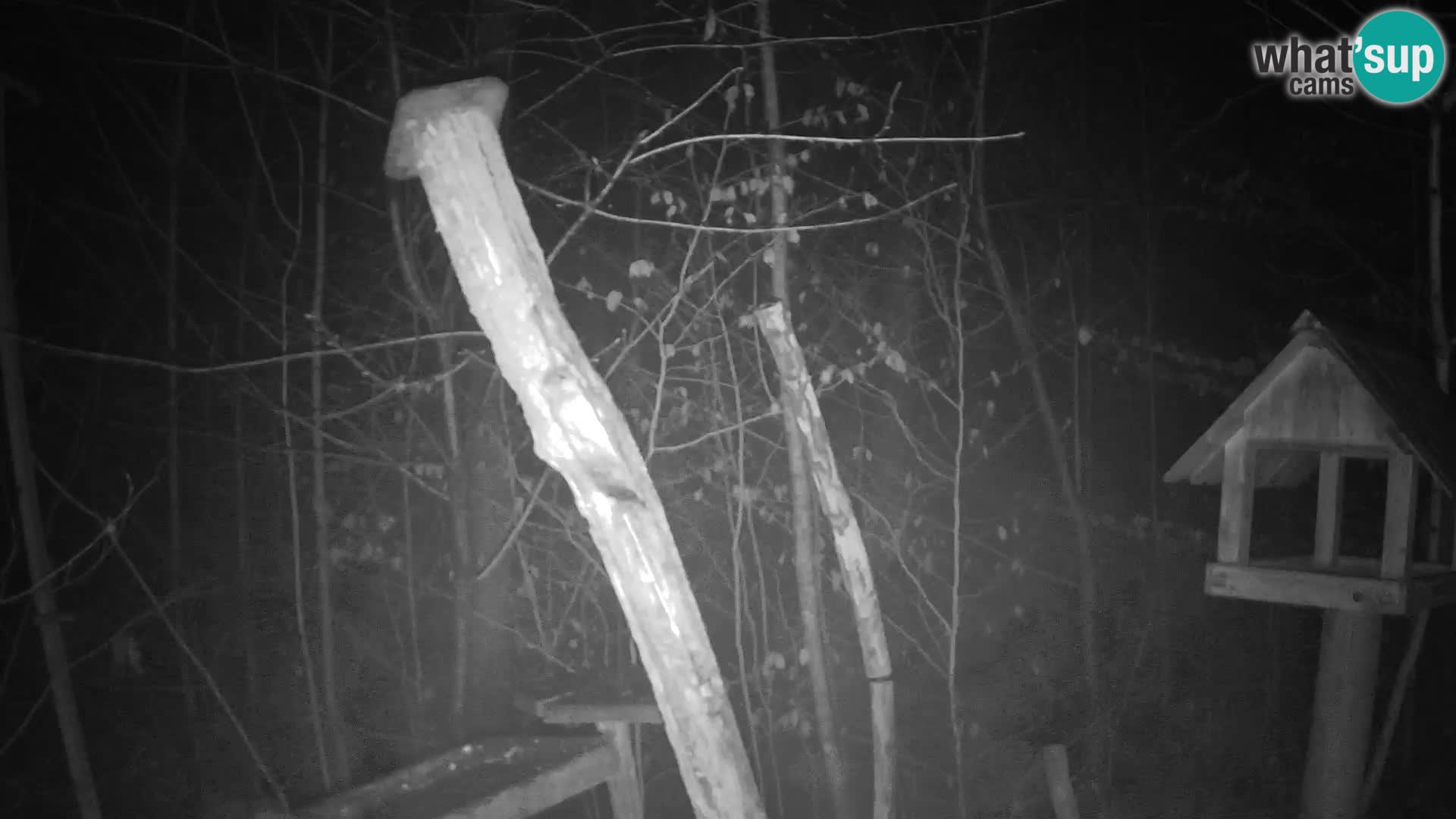 Krmilnice za ptiče v ZOO Ljubljana spletna kamera