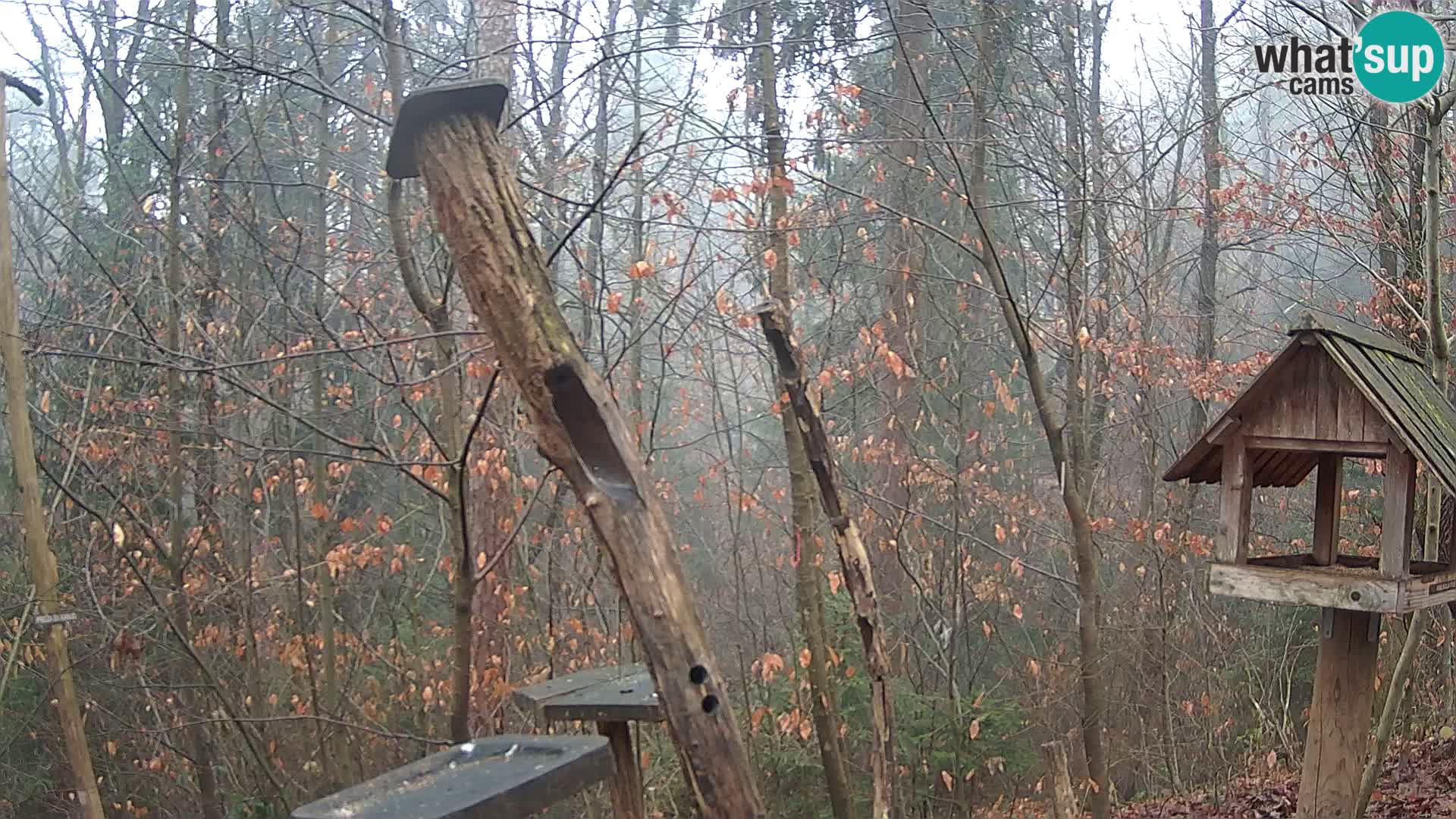 Mangeoires pour oiseaux au ZOO live webcam Ljubljana