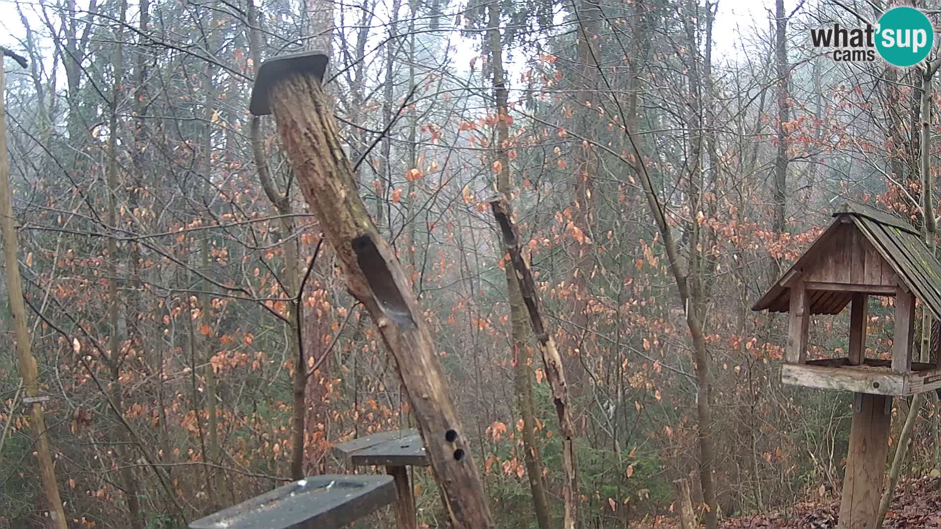 Mangiatoie per uccelli allo ZOO di Lubiana livecam