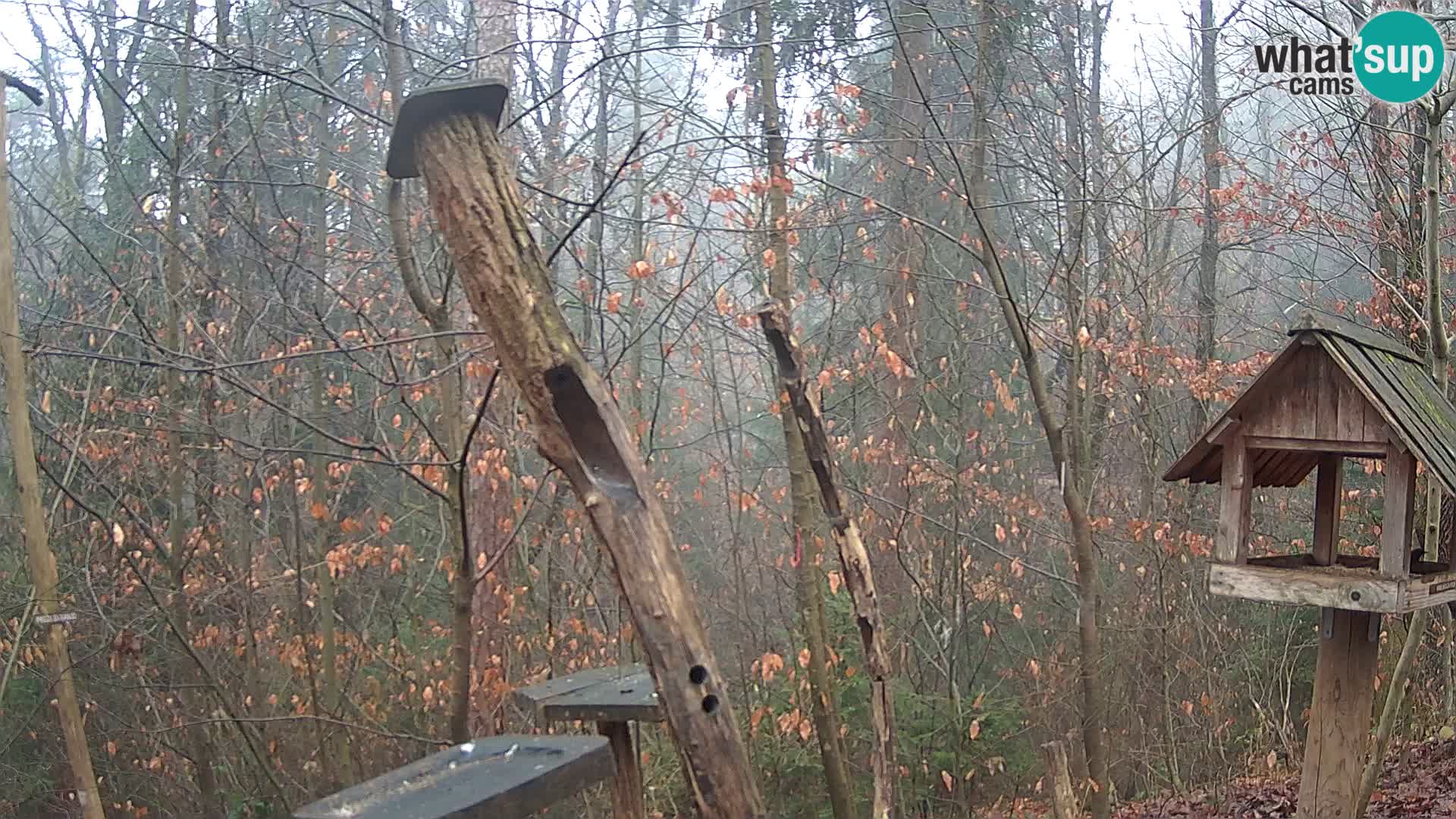 Mangeoires pour oiseaux au ZOO live webcam Ljubljana