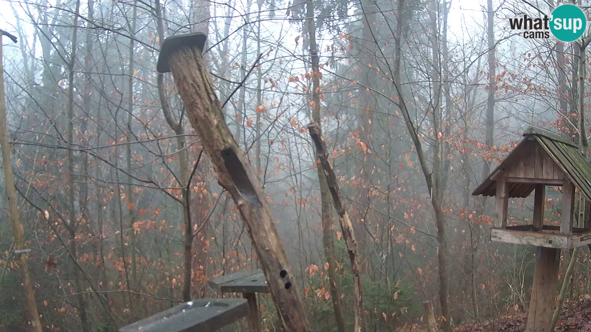 Vogelfutterhäuschen im ZOO webcam Ljubljana