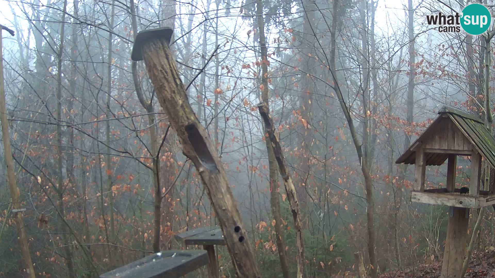 Comederos para pájaros en ZOO Ljubljana camera en vivo