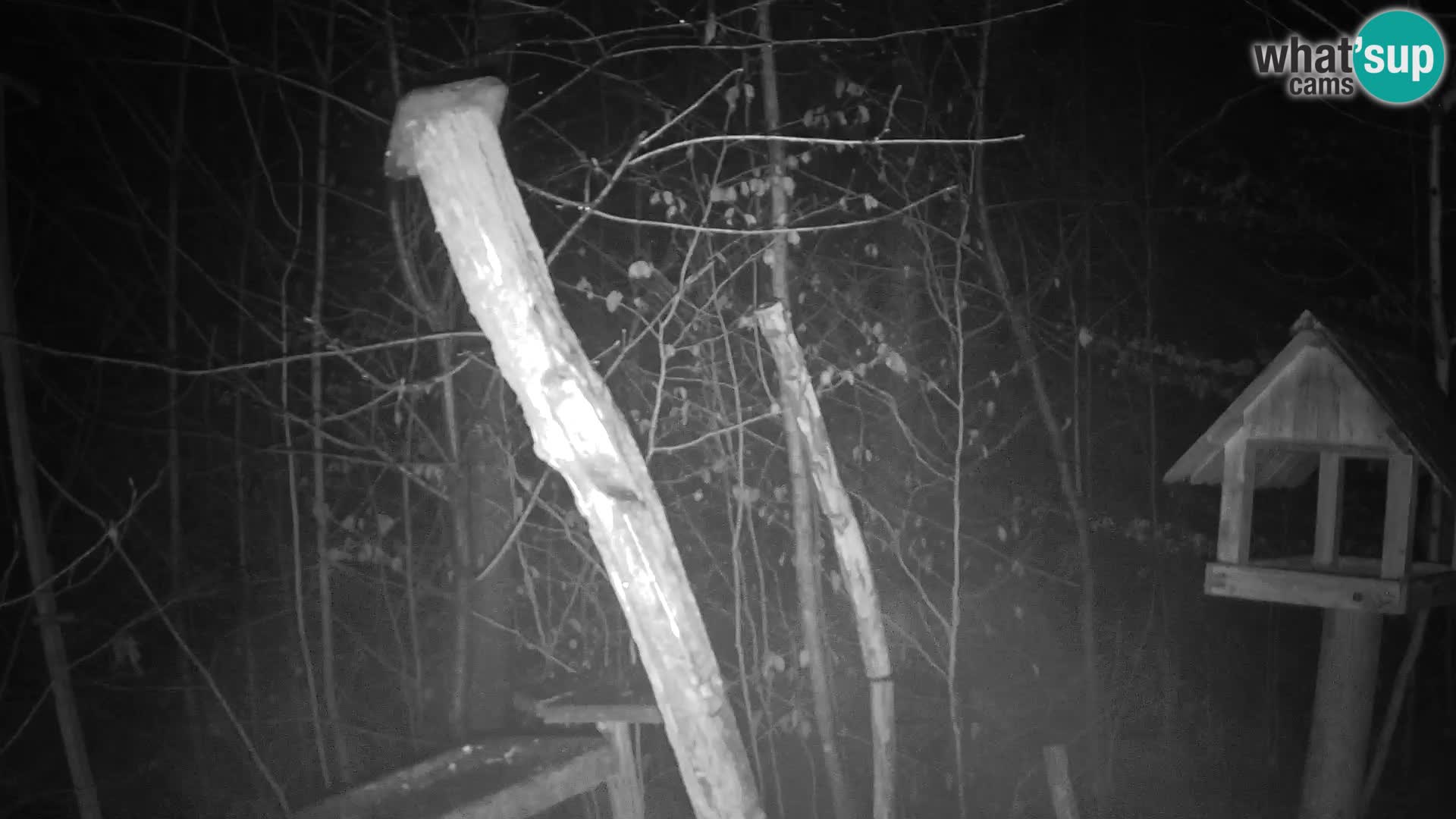 Mangeoires pour oiseaux au ZOO live webcam Ljubljana