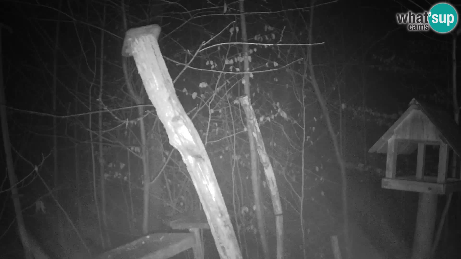 Mangiatoie per uccelli allo ZOO di Lubiana livecam