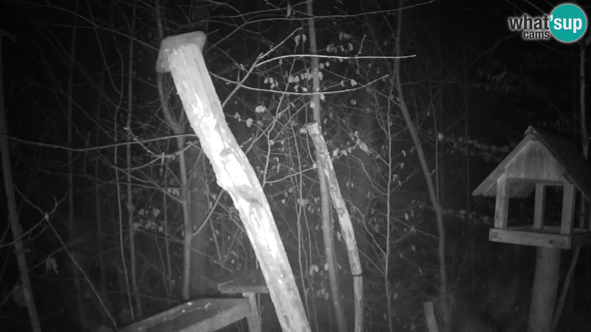 Mangiatoie per uccelli allo ZOO di Lubiana livecam