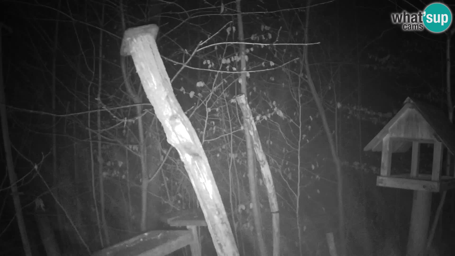 Mangeoires pour oiseaux au ZOO live webcam Ljubljana