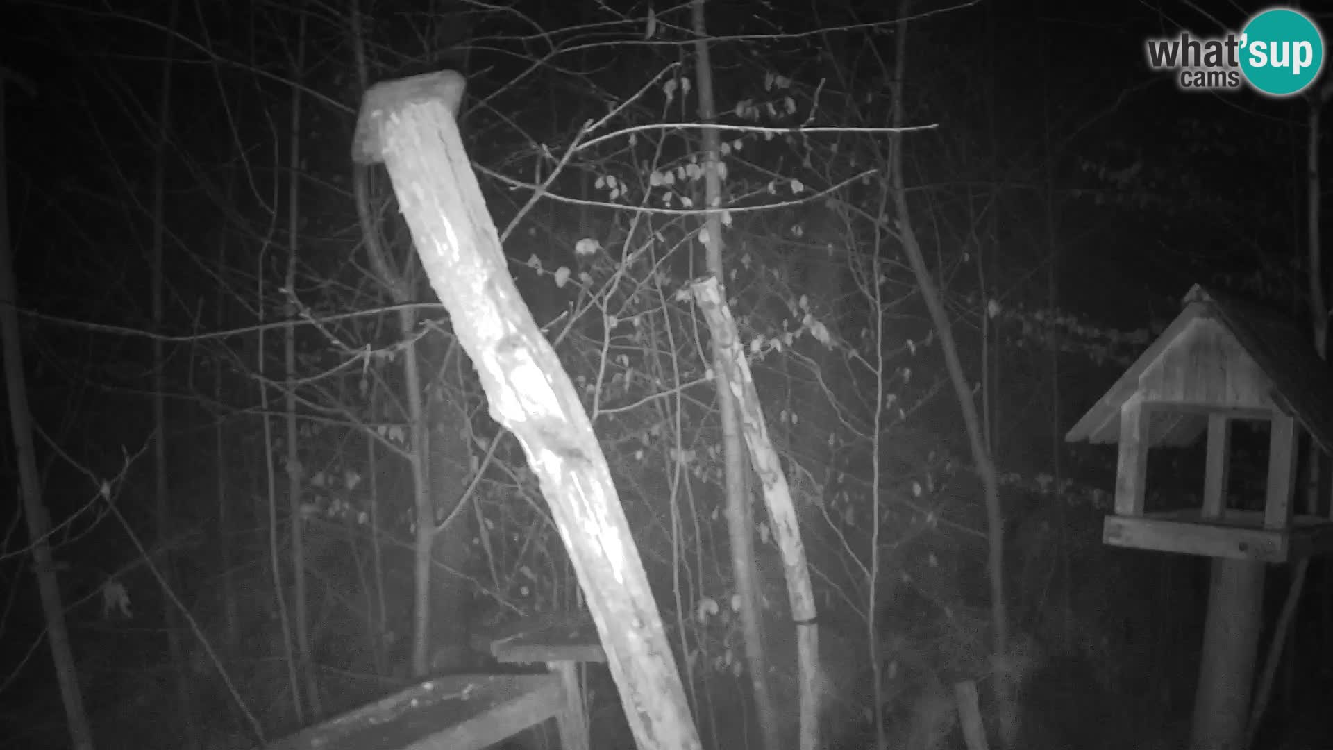 Mangeoires pour oiseaux au ZOO live webcam Ljubljana