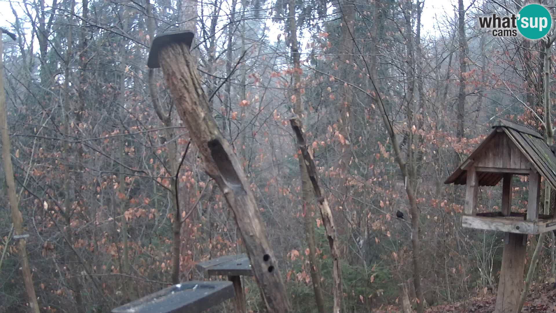 Krmilnice za ptiče v ZOO Ljubljana spletna kamera