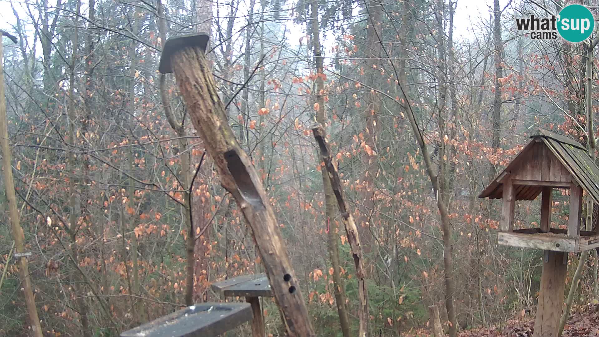 Mangiatoie per uccelli allo ZOO di Lubiana livecam