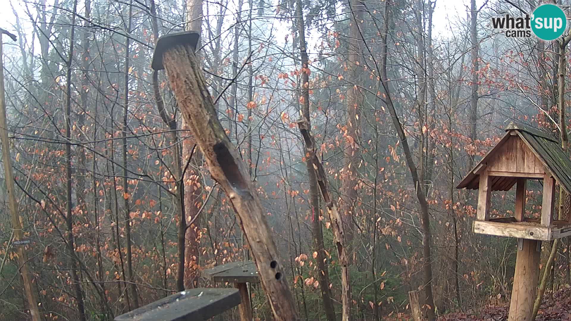 Hranilice za ptice u ZOO web kamera Ljubljana