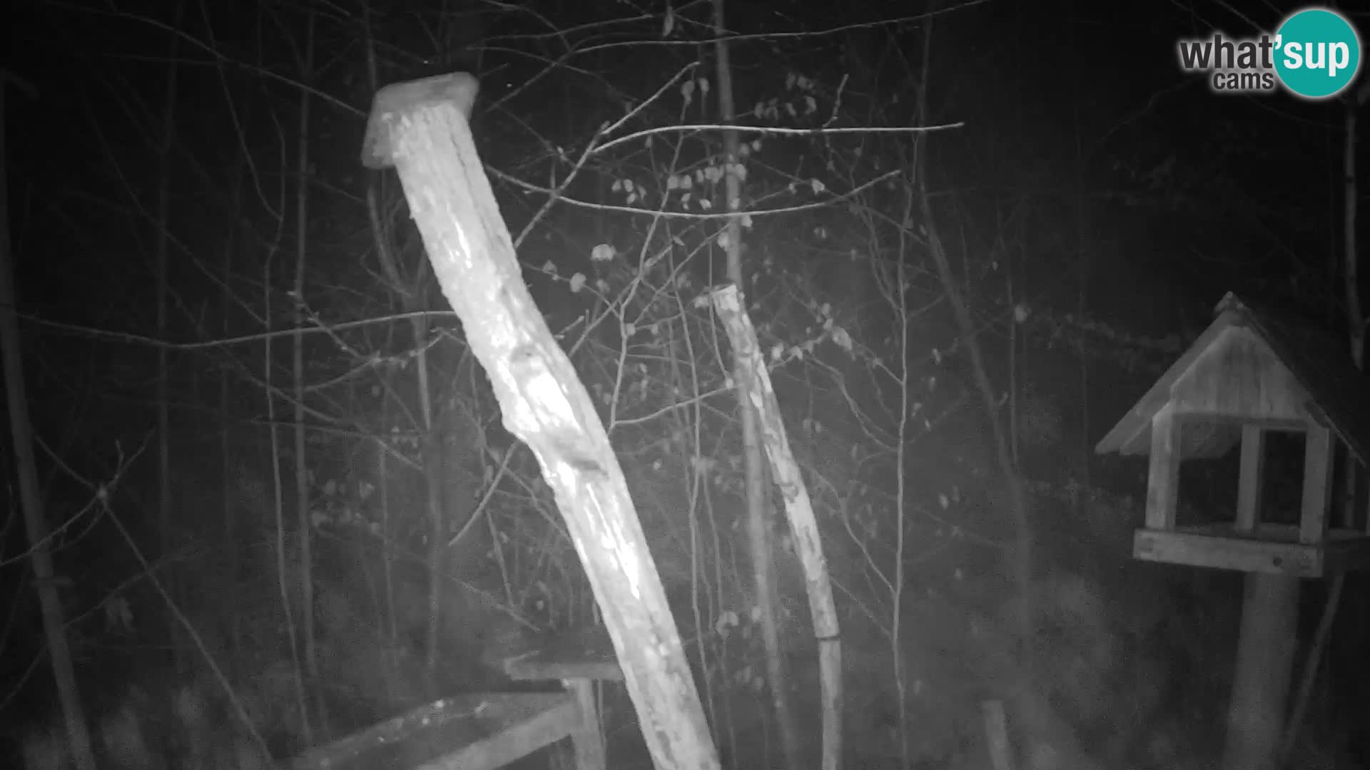 Vogelfutterhäuschen im ZOO webcam Ljubljana