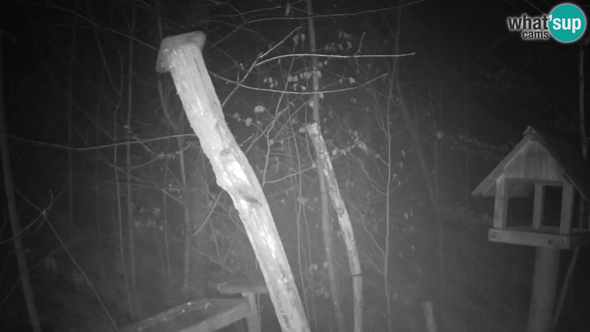 Hranilice za ptice u ZOO web kamera Ljubljana