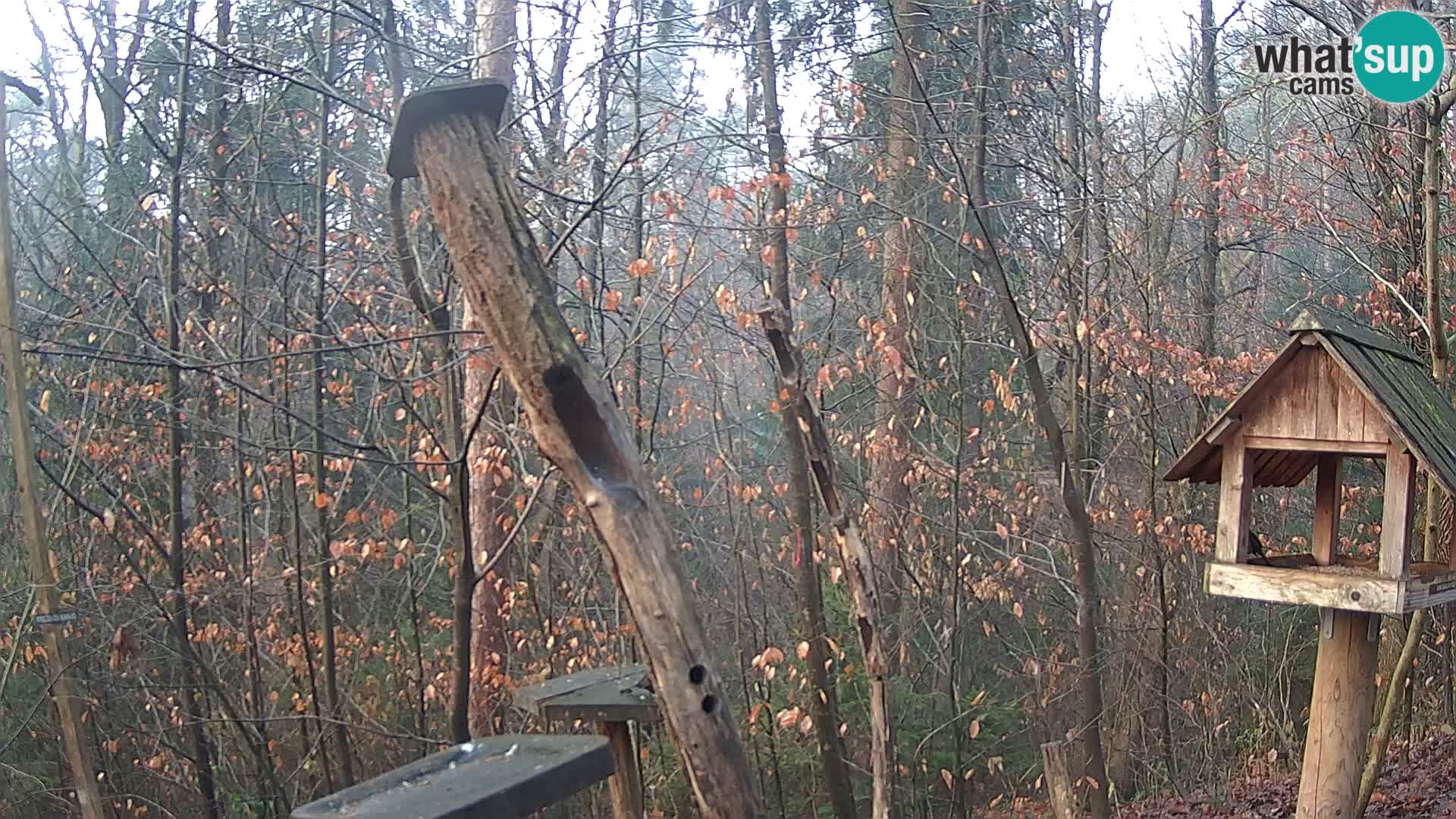 Hranilice za ptice u ZOO web kamera Ljubljana