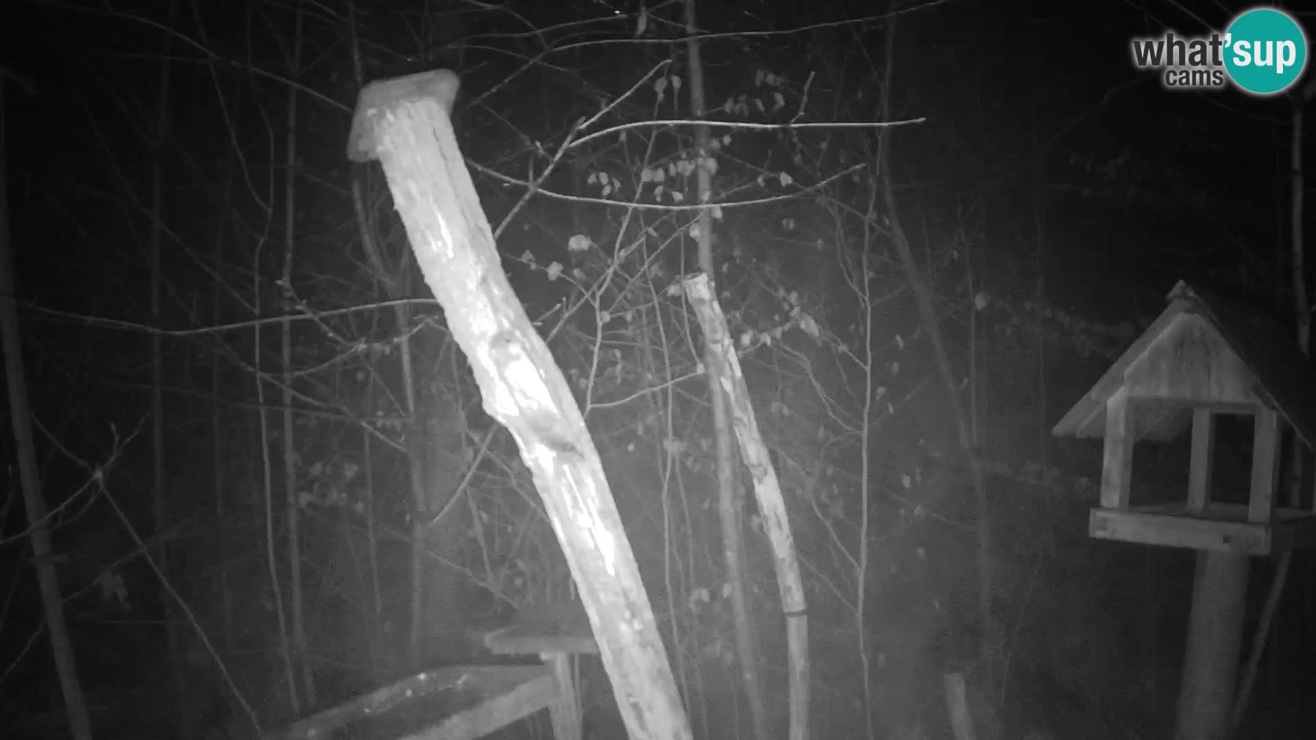 Hranilice za ptice u ZOO web kamera Ljubljana