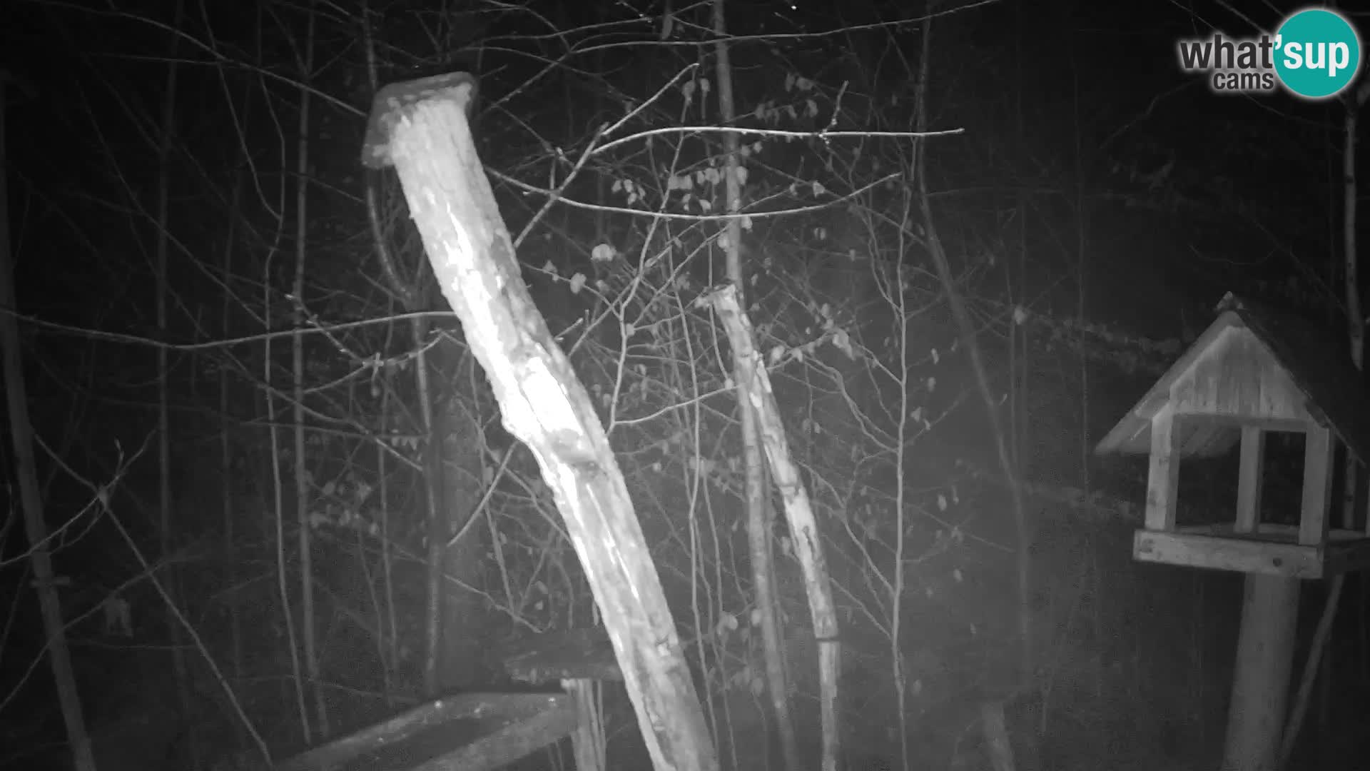 Bird feeders at ZOO Ljubljana webcam