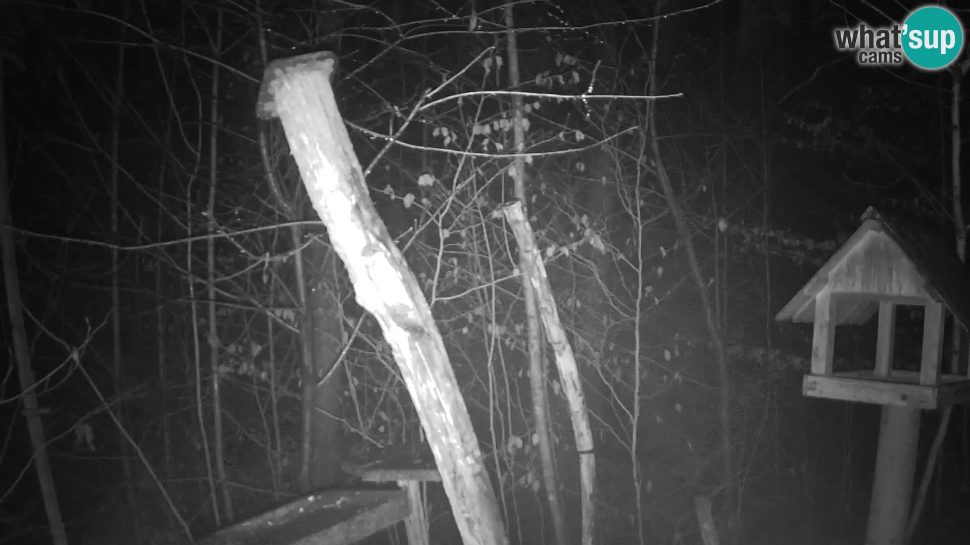 Vogelfutterhäuschen im ZOO webcam Ljubljana