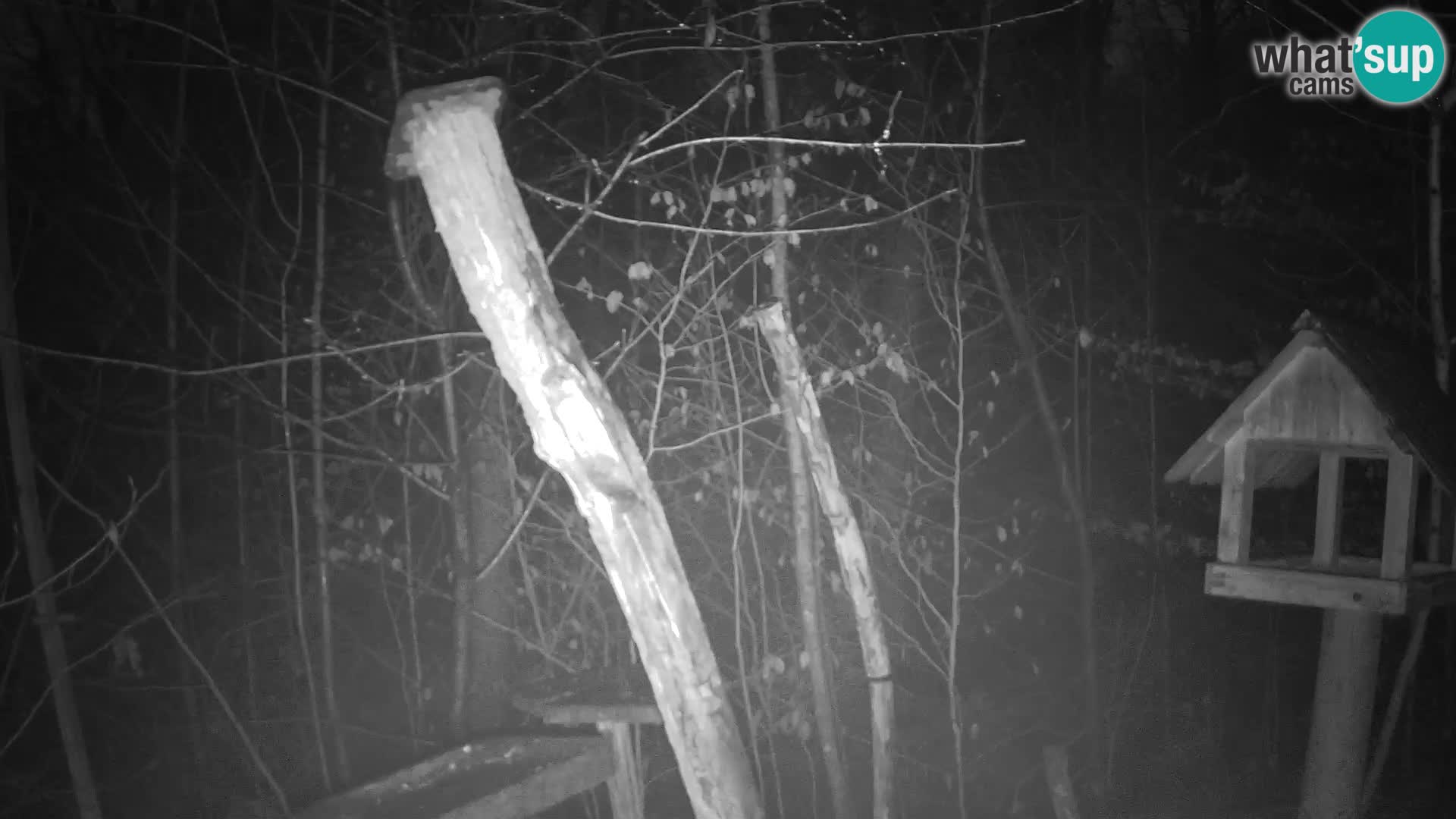 Hranilice za ptice u ZOO web kamera Ljubljana