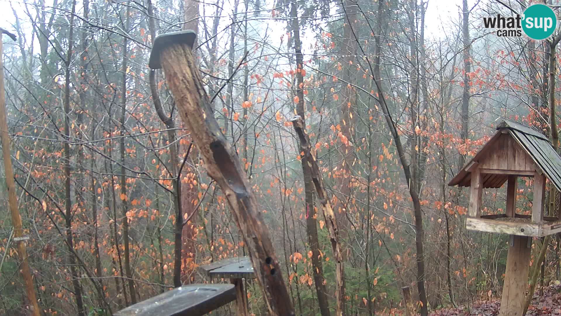 Hranilice za ptice u ZOO web kamera Ljubljana