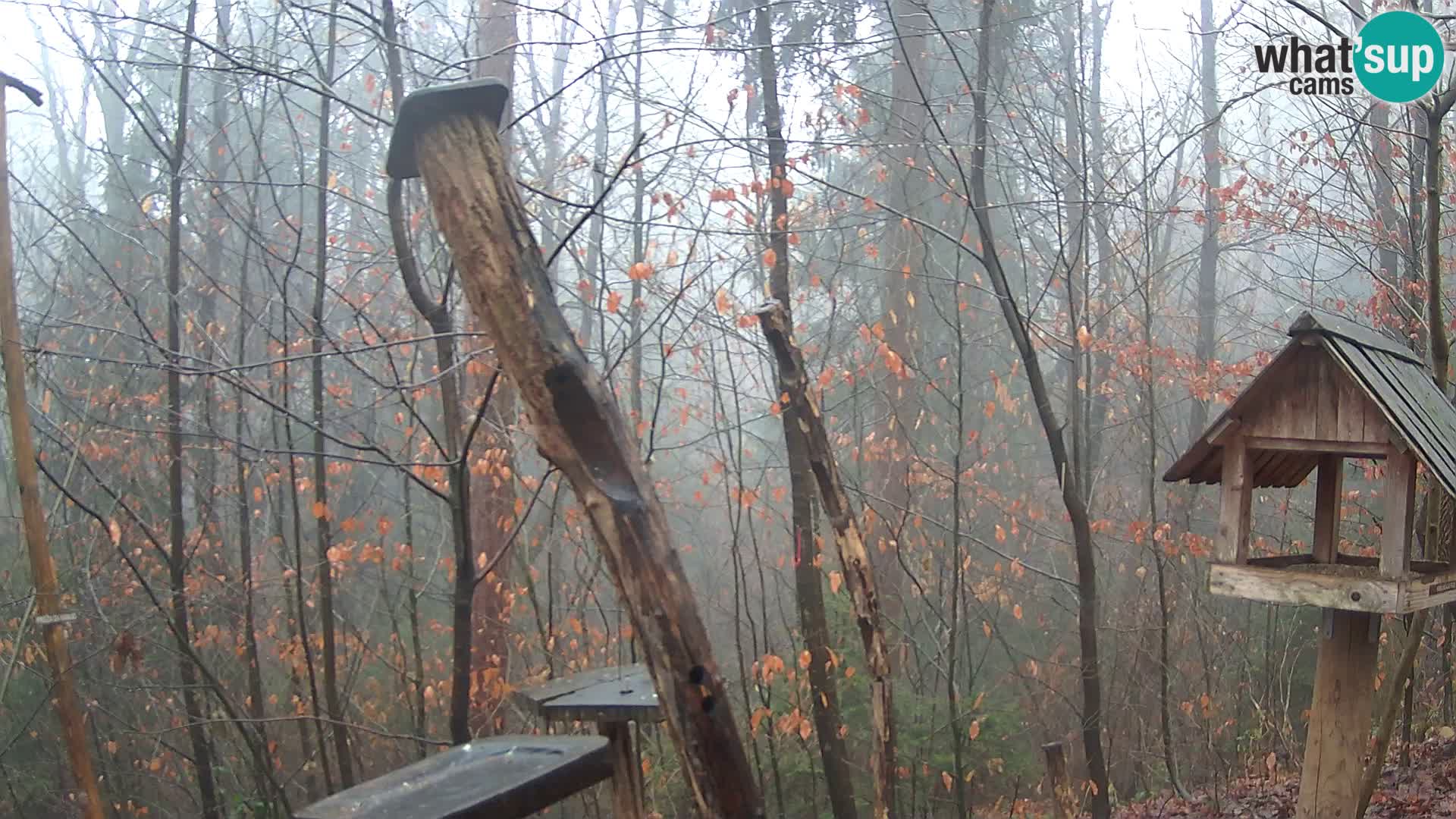 Vogelfutterhäuschen im ZOO webcam Ljubljana
