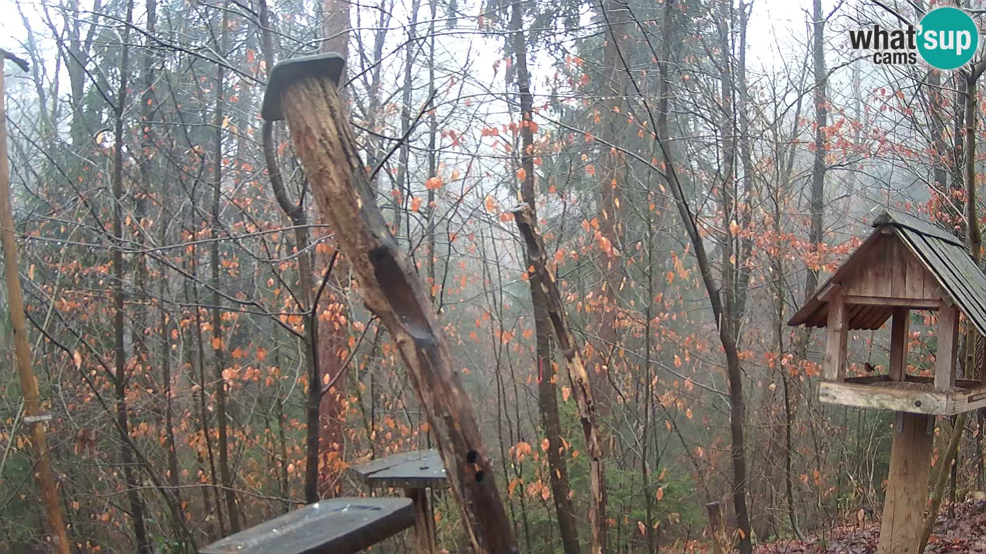 Mangeoires pour oiseaux au ZOO live webcam Ljubljana