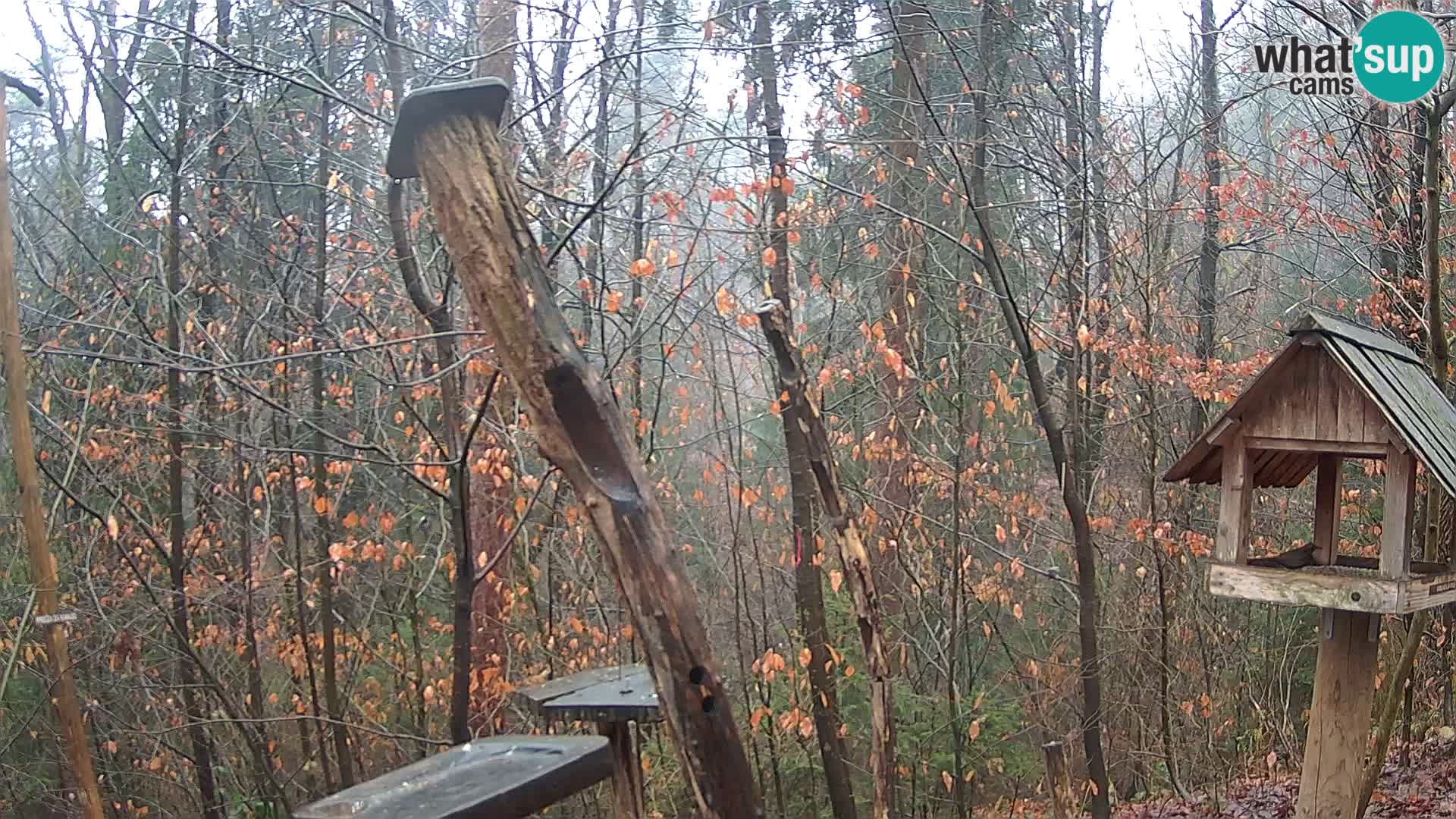 Hranilice za ptice u ZOO web kamera Ljubljana