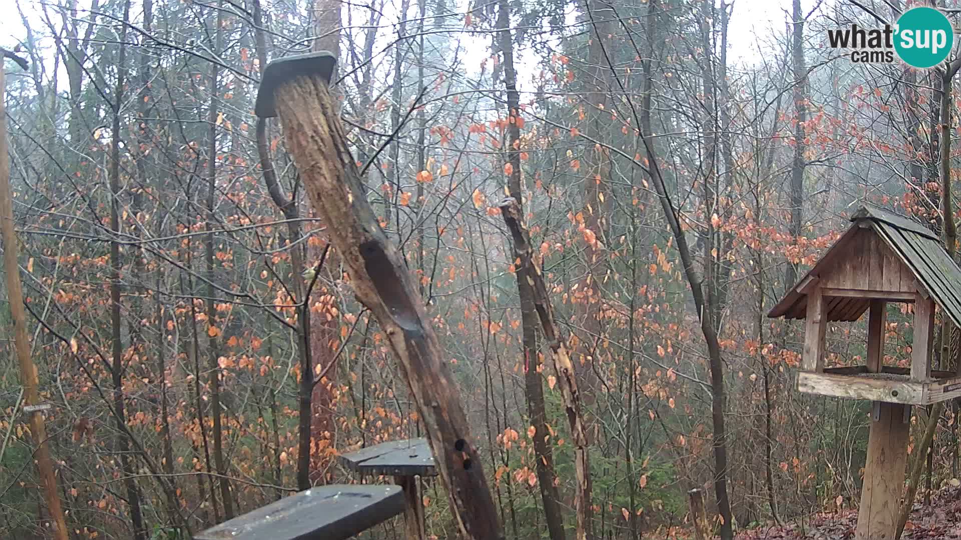 Vogelfutterhäuschen im ZOO webcam Ljubljana