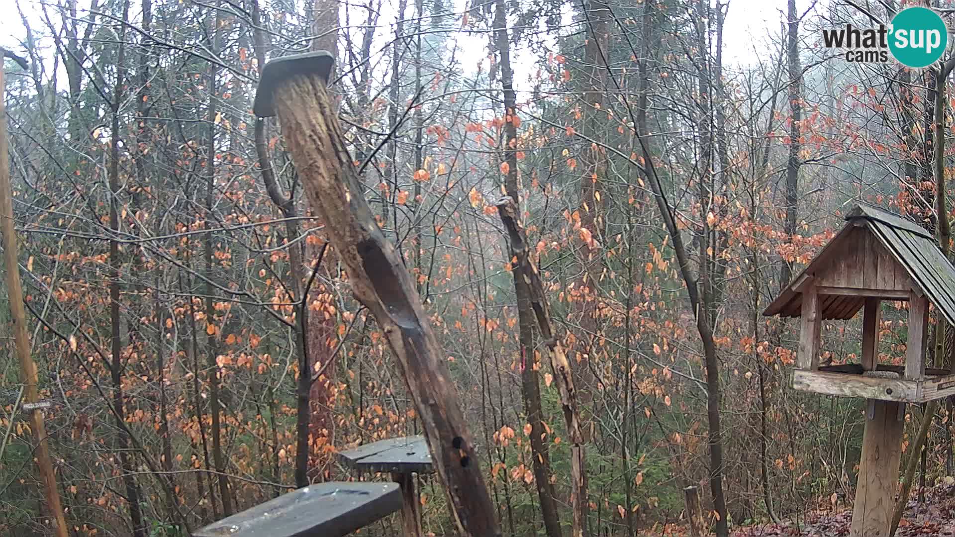 Vogelfutterhäuschen im ZOO webcam Ljubljana