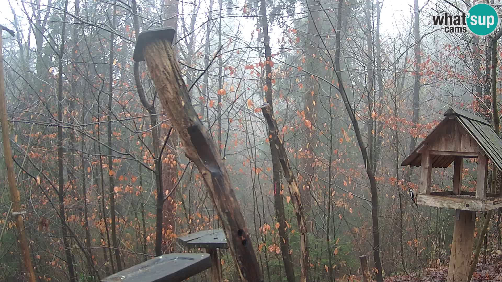 Mangeoires pour oiseaux au ZOO live webcam Ljubljana