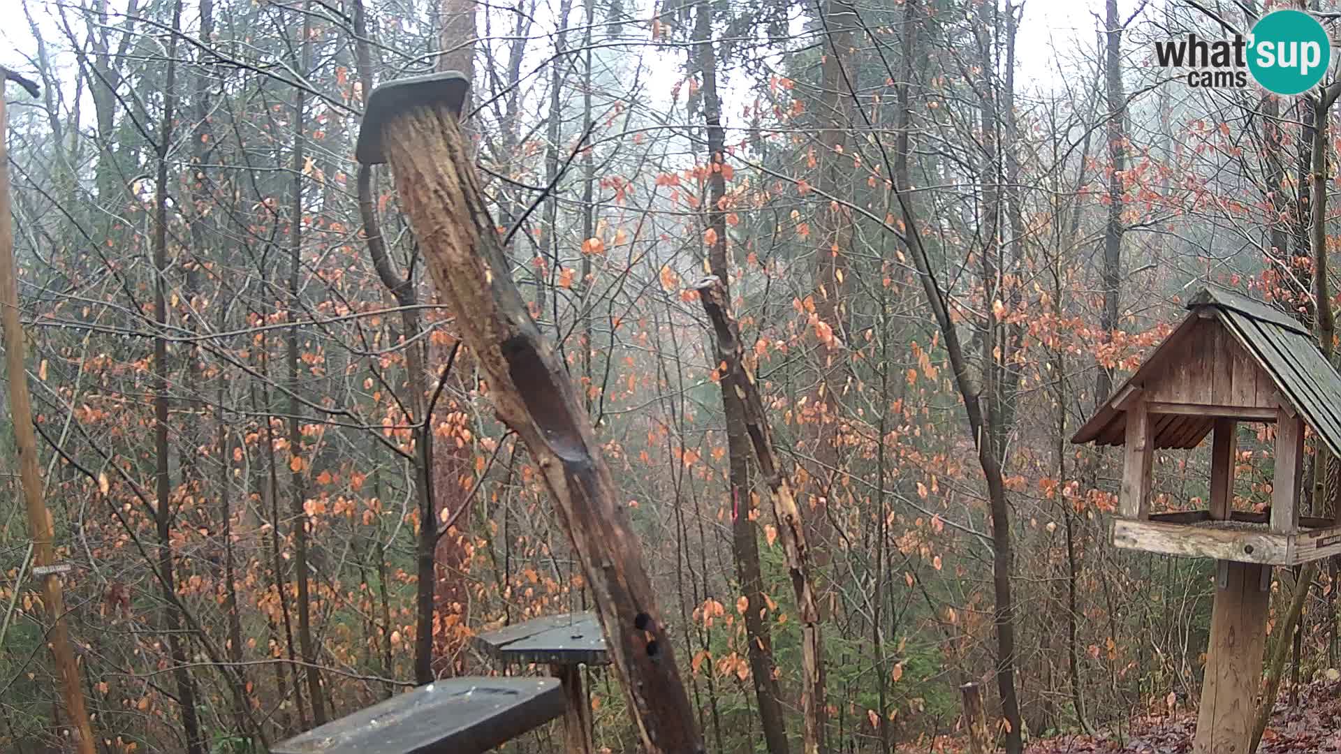 Mangiatoie per uccelli allo ZOO di Lubiana livecam