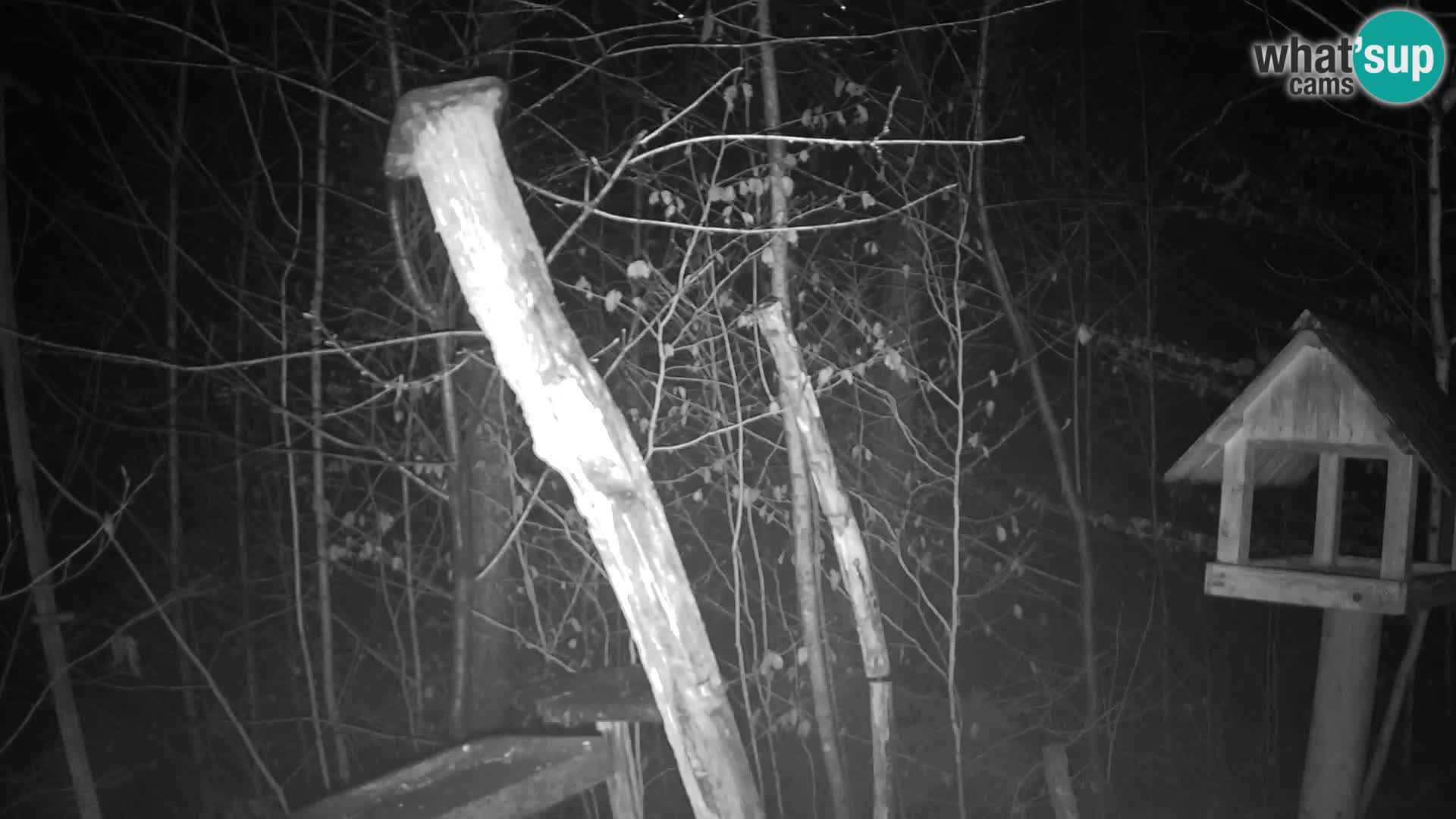 Mangeoires pour oiseaux au ZOO live webcam Ljubljana