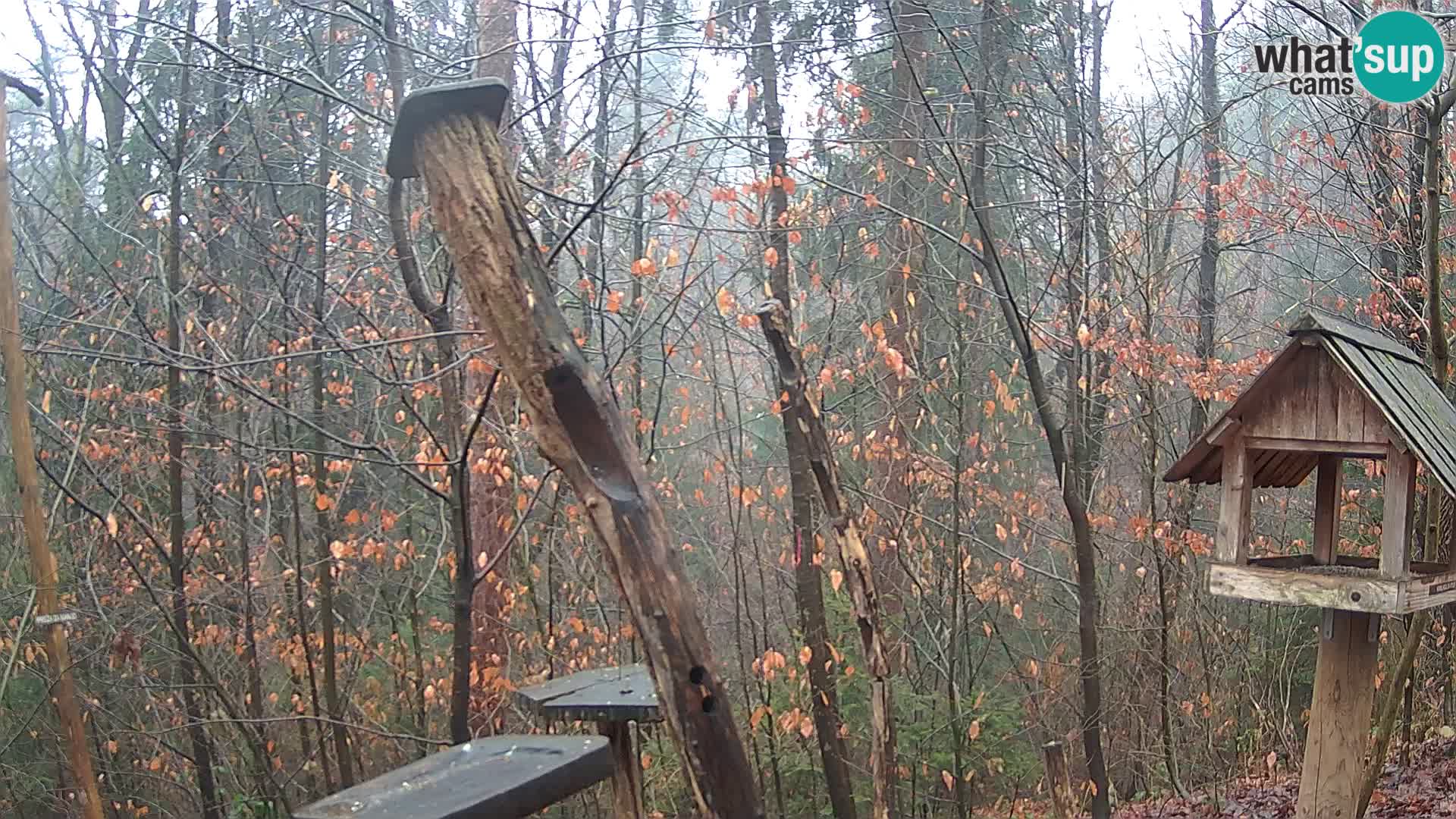 Hranilice za ptice u ZOO web kamera Ljubljana