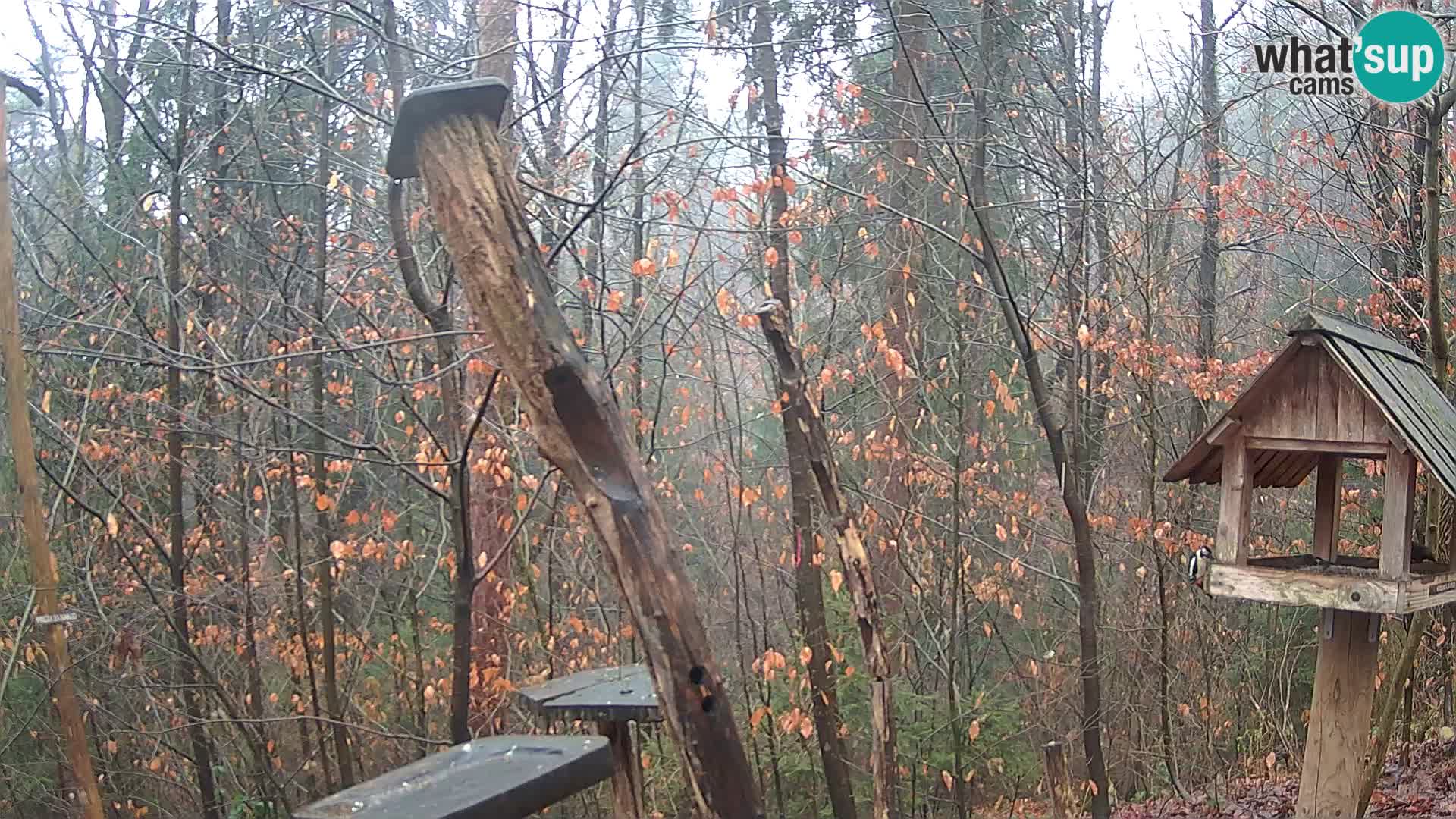 Vogelfutterhäuschen im ZOO webcam Ljubljana