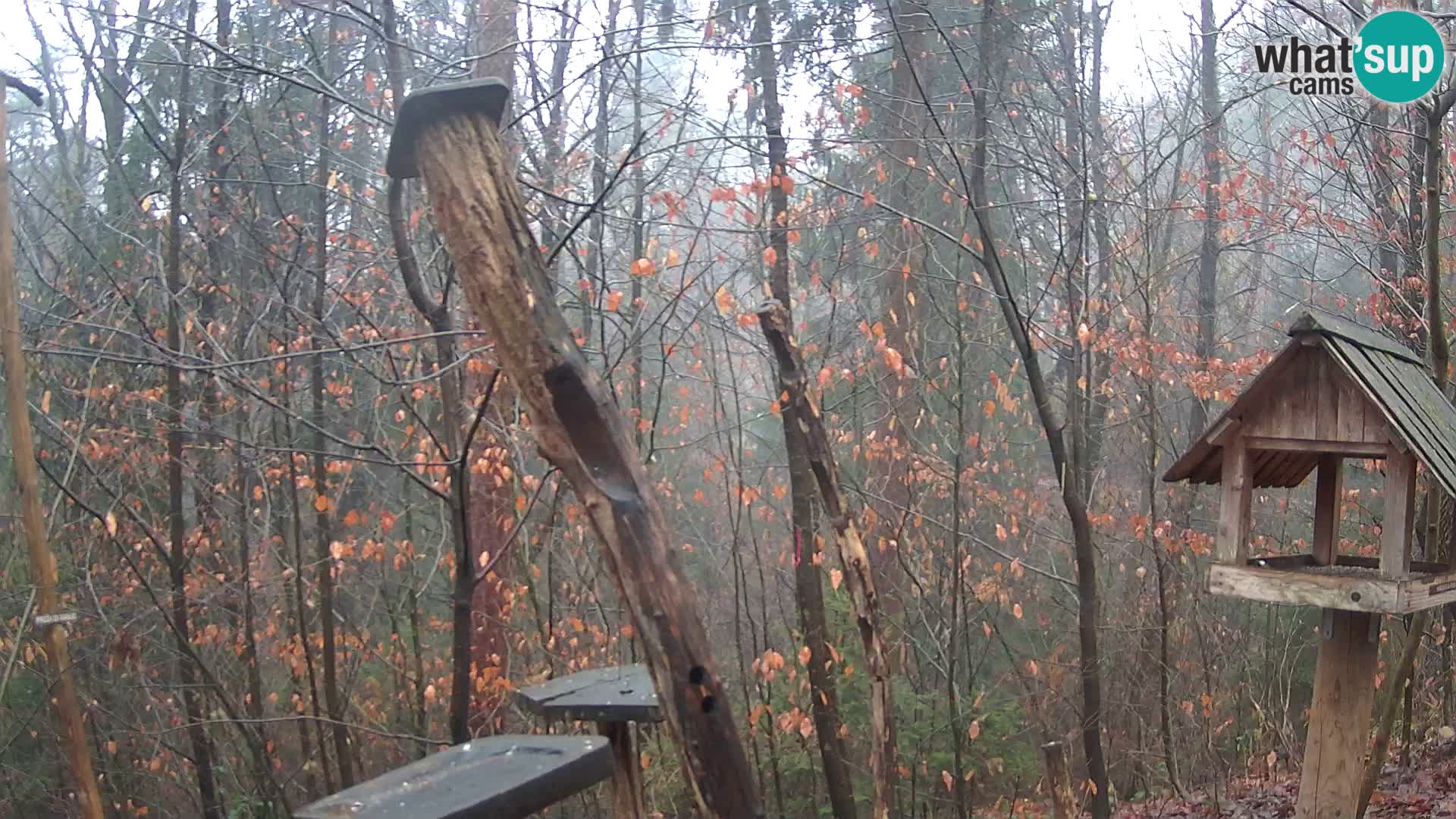 Mangeoires pour oiseaux au ZOO live webcam Ljubljana
