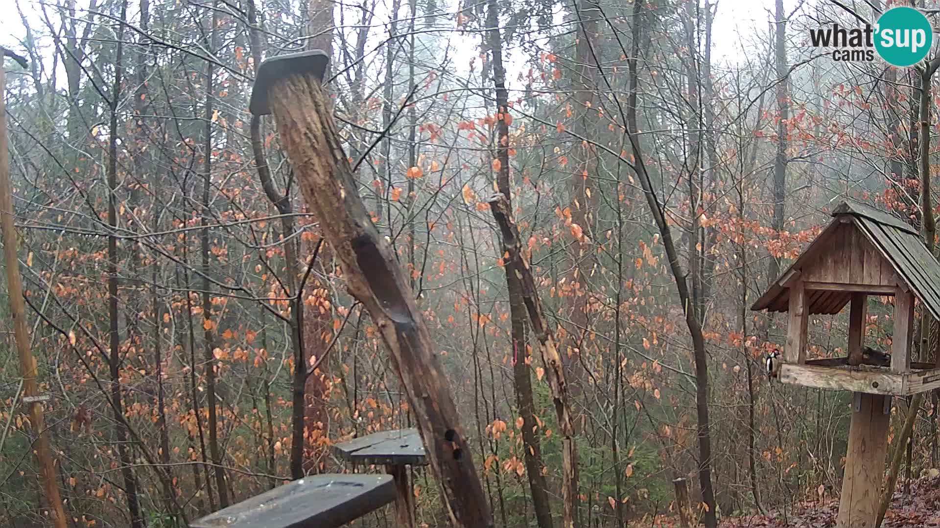 Krmilnice za ptiče v ZOO Ljubljana spletna kamera