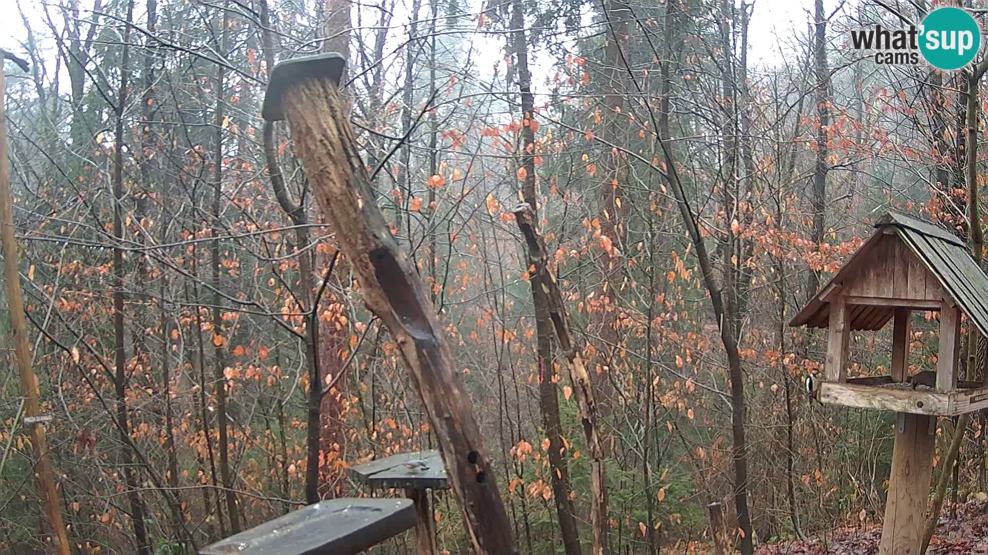 Comederos para pájaros en ZOO Ljubljana camera en vivo