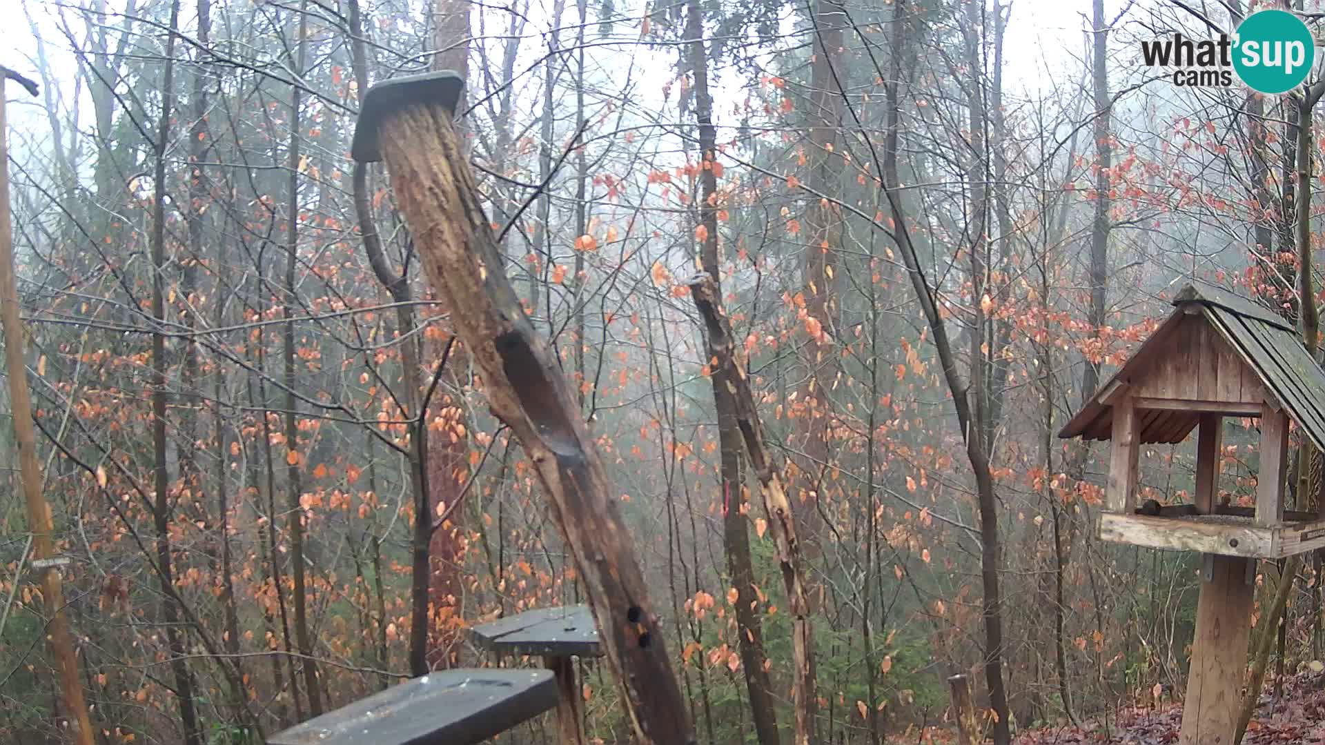 Vogelfutterhäuschen im ZOO webcam Ljubljana