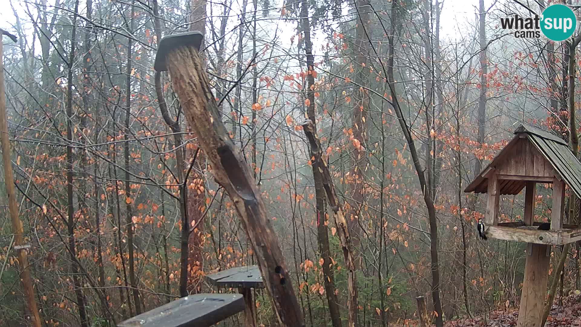 Comederos para pájaros en ZOO Ljubljana camera en vivo